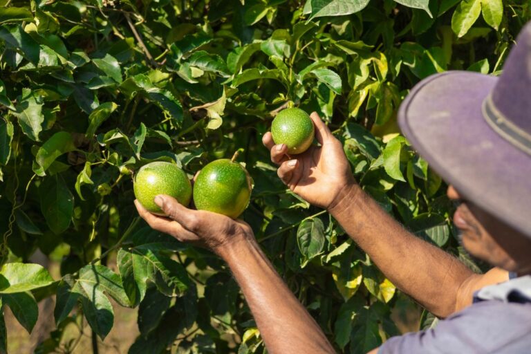 SP e Banco Mundial anunciam R$ 1,1 bilhão para o agro sustentável
