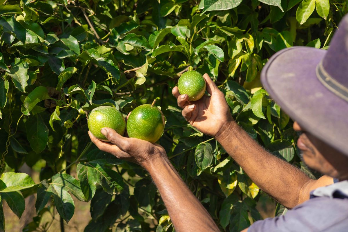 Programa deve beneficiar 120 mil produtores rurais em São Paulo - Foto: Adobe Stock  