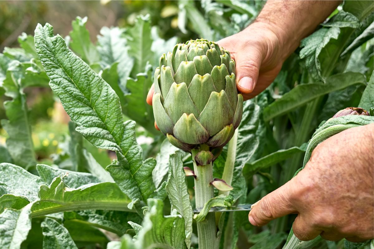 cultivar alcachofra