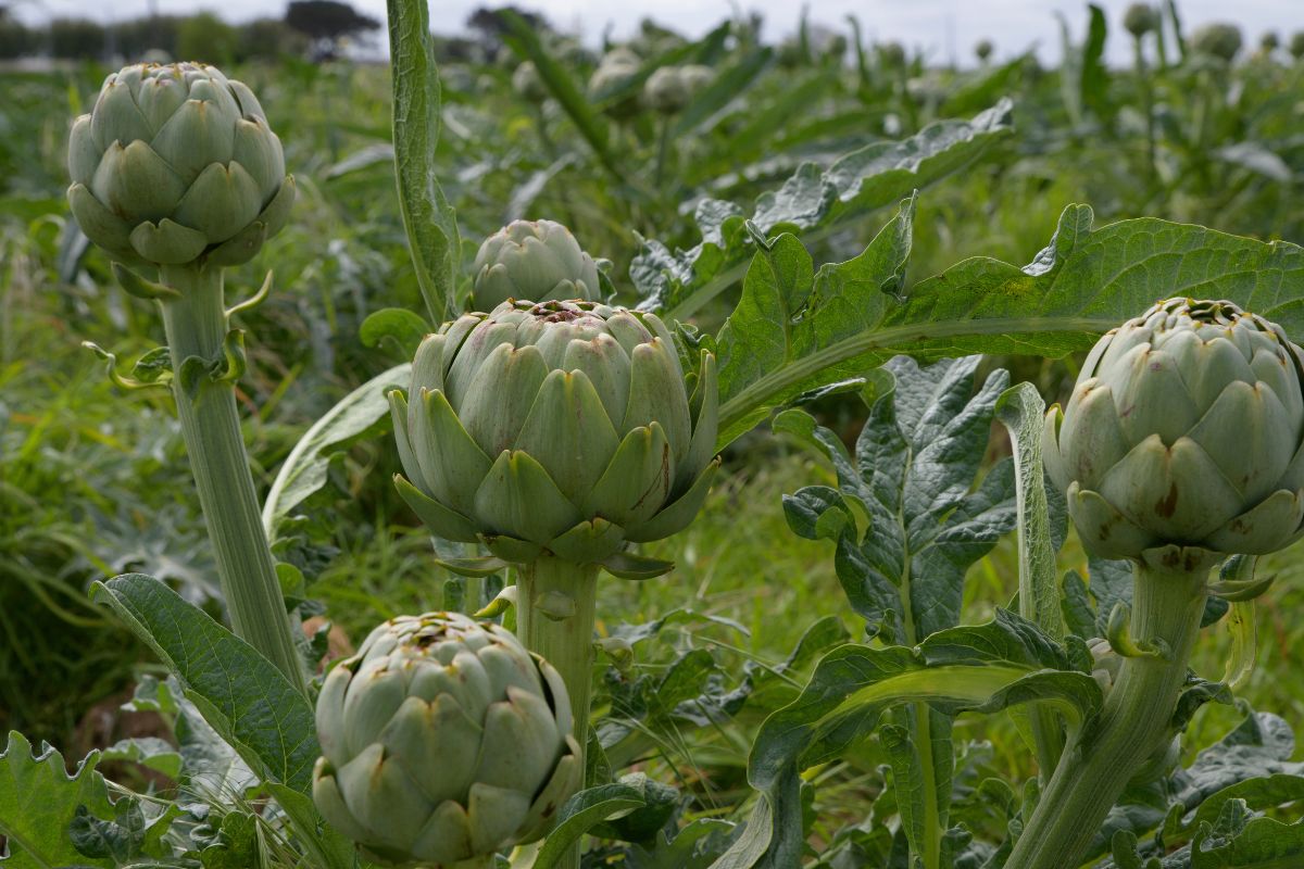 cultivar alcachofra