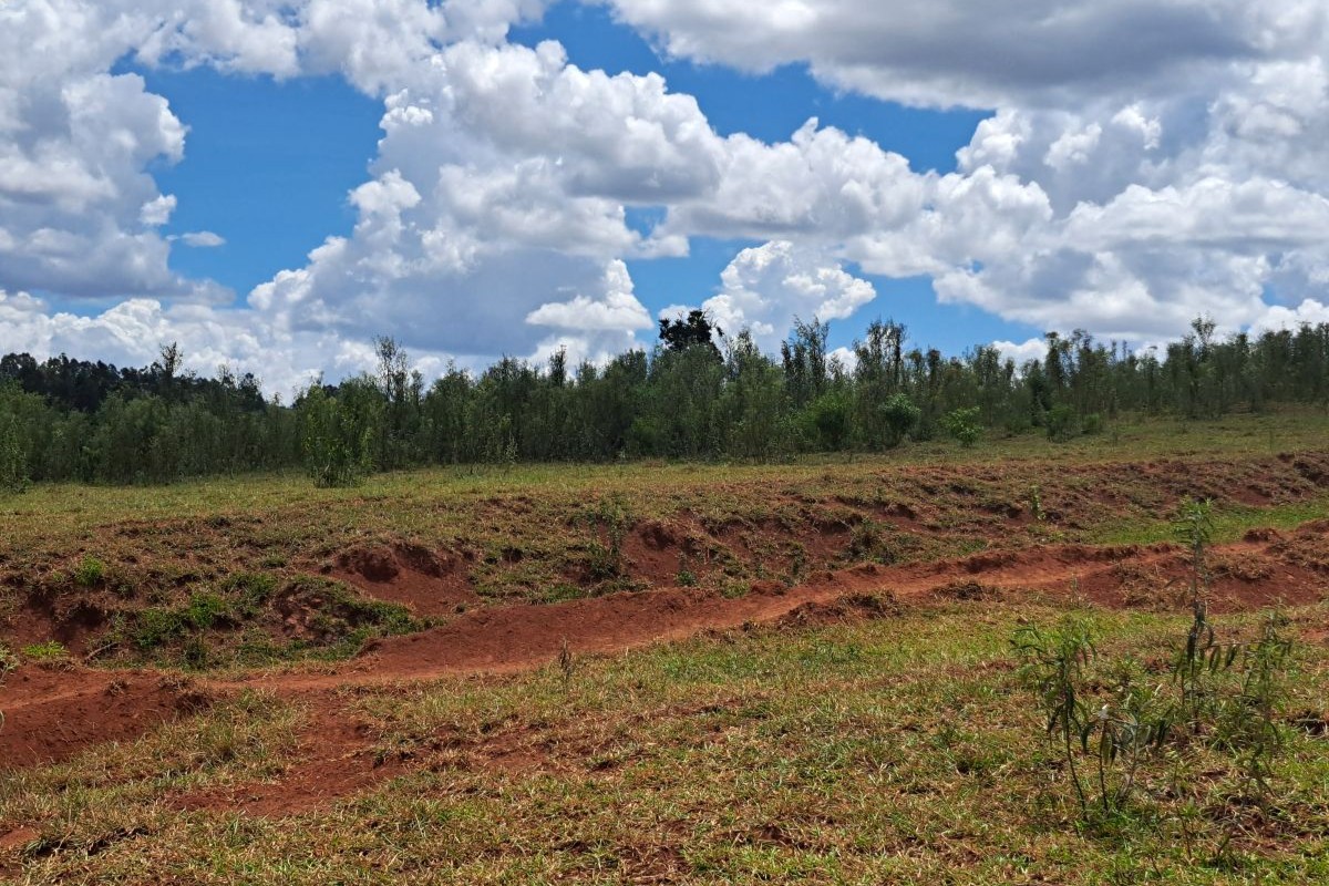 Recuperação de áreas degradadas devem evitar desmatamento de 140 mil hectares de matas - Foto: Adobe Stock