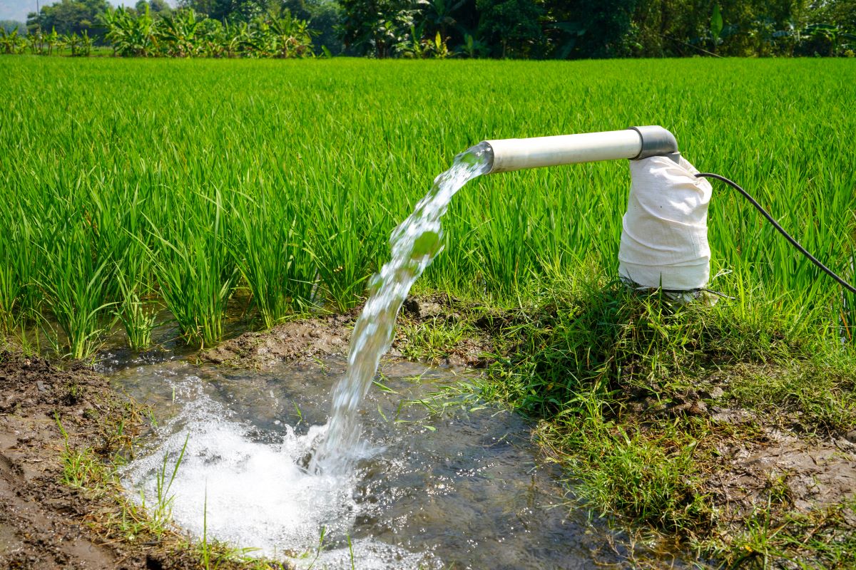 Congresso vai apresentar inovações científicas e resultados de pesquisa para o arroz irrigado - Foto: Adobe Stock