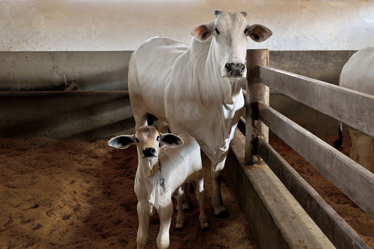 Venda de um boi gordo de 19 arrobas permitiu comprar, em média, 2,26 bezerros de desmama neste mês de agosto. - Foto: Adobe Stock