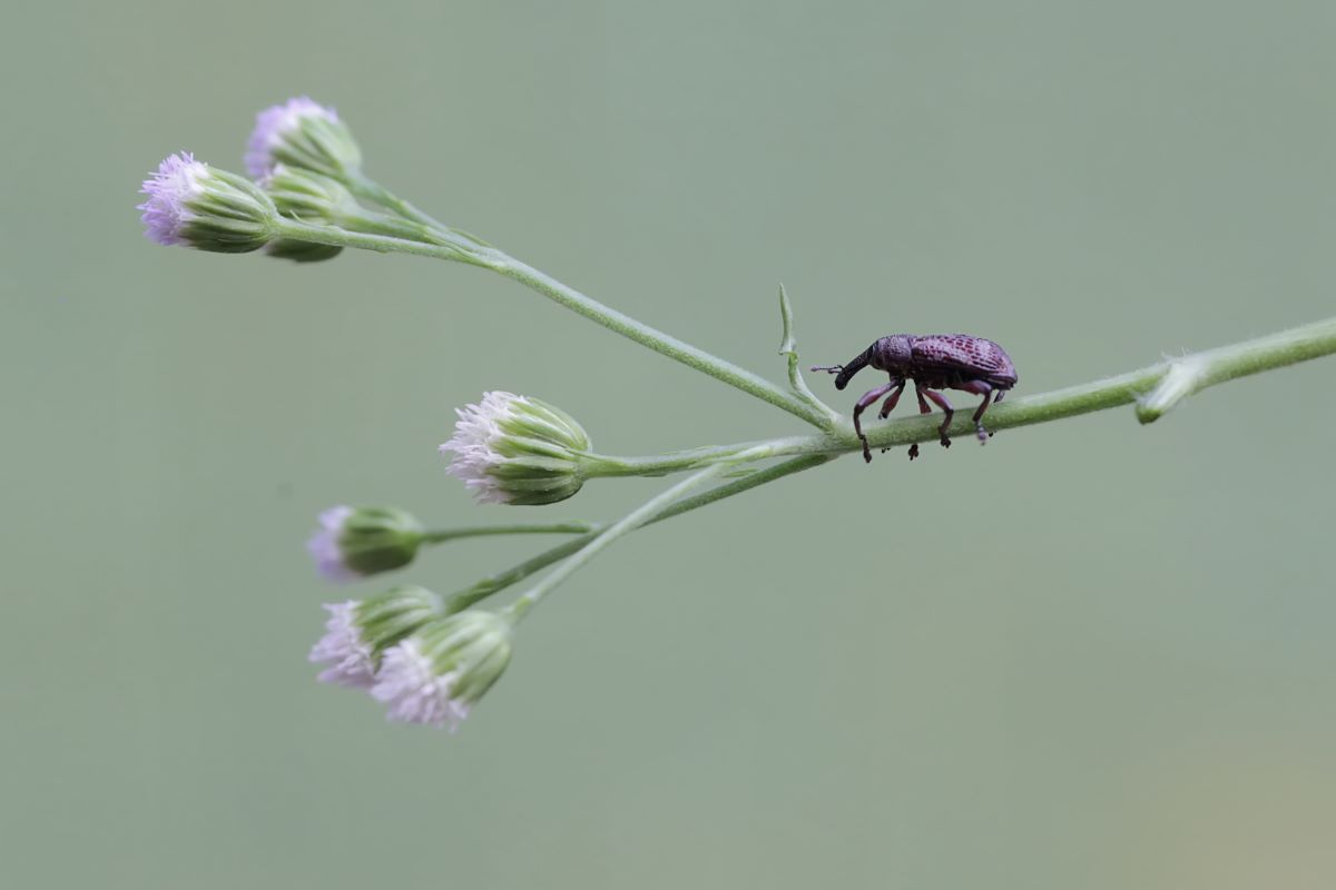 Bicudo-do-algodoeiro perfura e provoca a queda dos botões florais - Foto: Adobe Stock