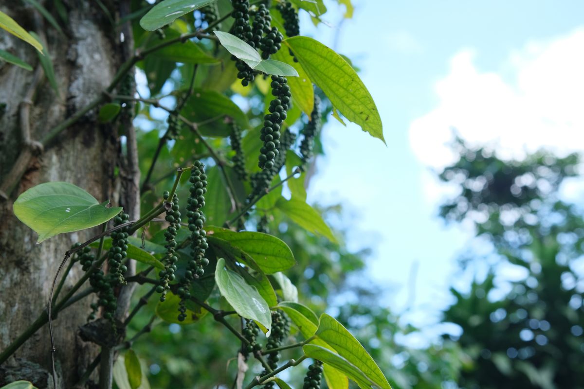 pimenta-do-reino