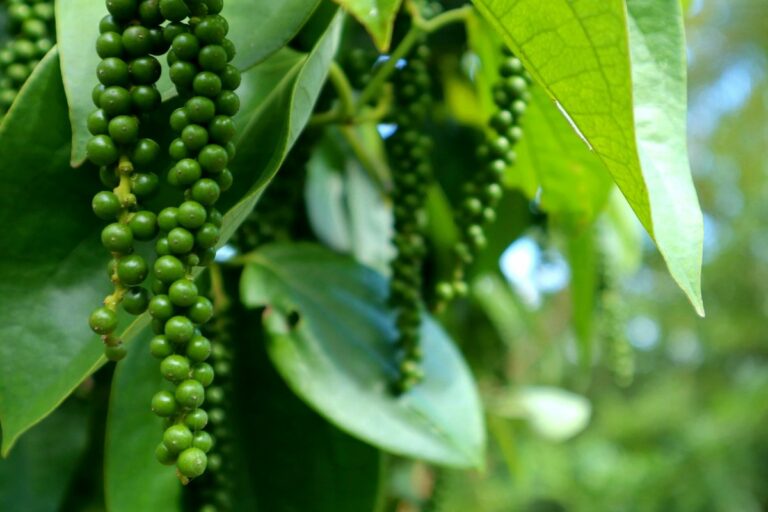 Pimenta-do-reino dá em cachos como as uvas?