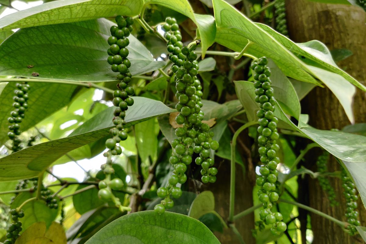 pimenta-do-reino