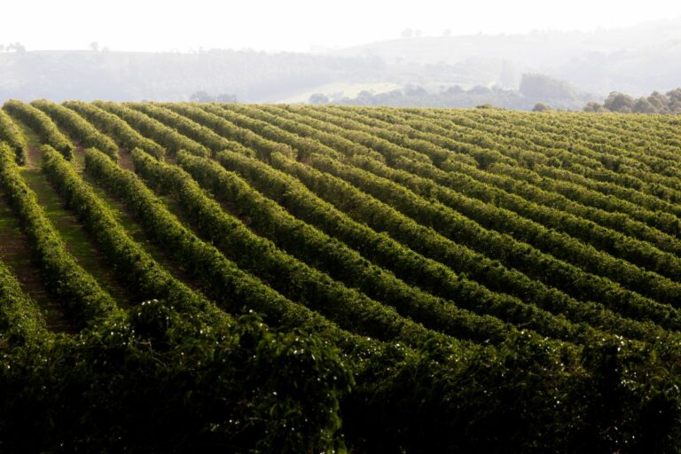 Geadas podem impactar mais de 400 mil sacas de café em MG