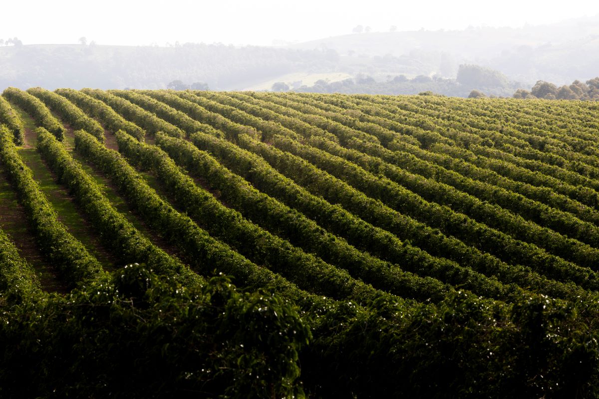 Lavouras de 67 produtores da Expocacer foram atingidas - Foto: Adobe Stock