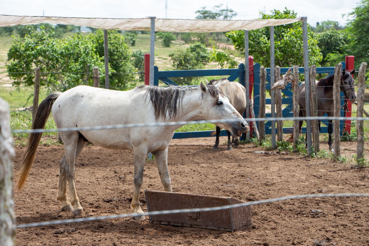 cavalo nordestino