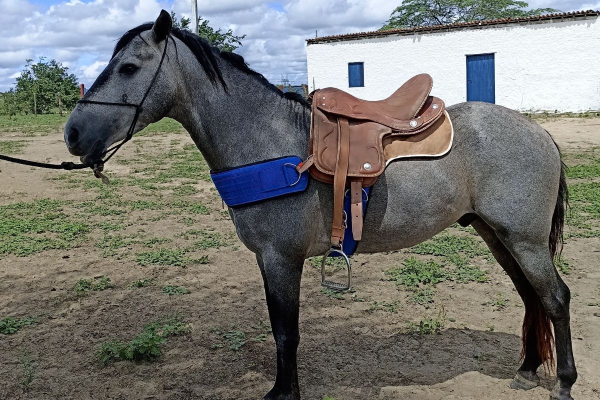 cavalo nordestino