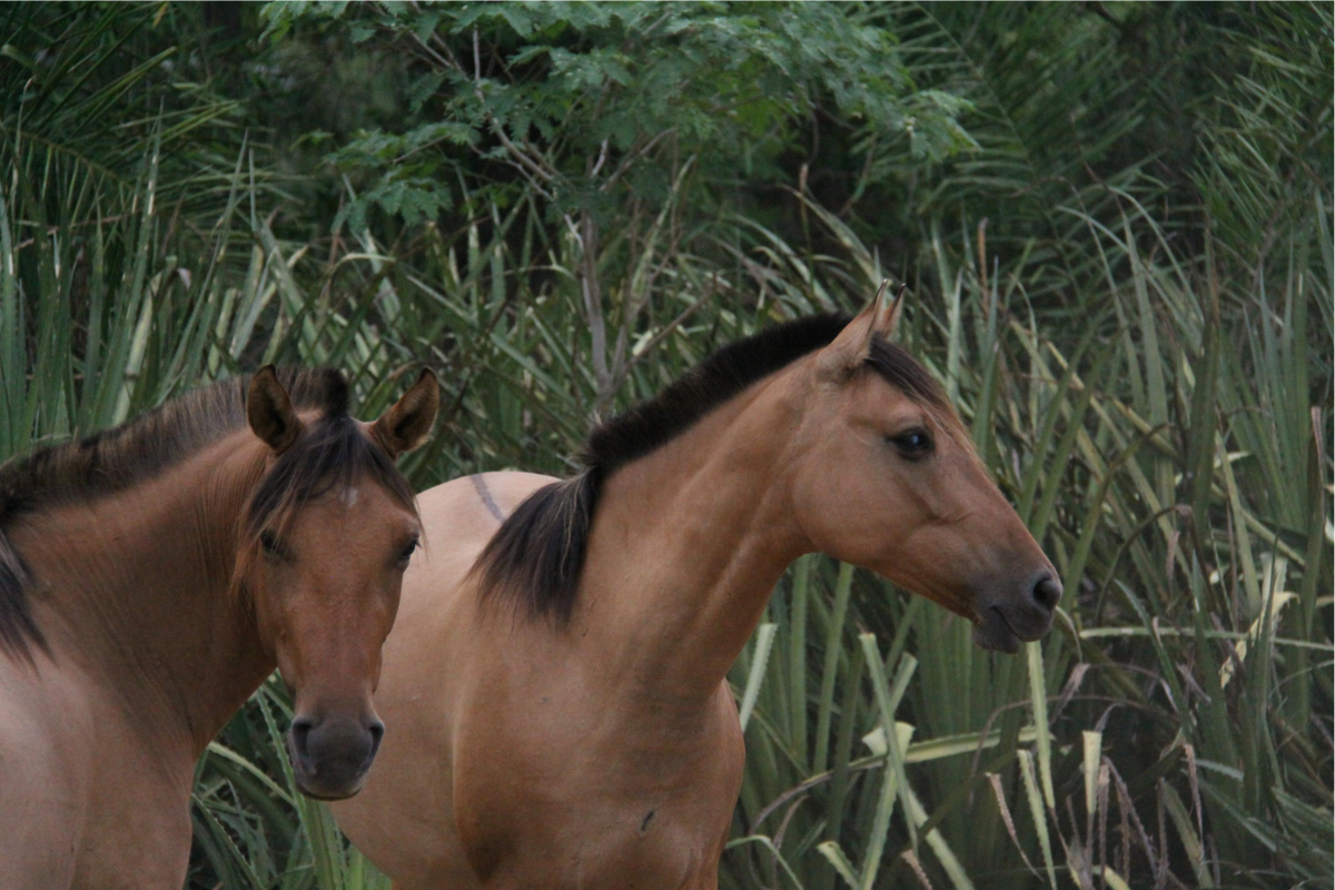 cavalo pantaneiro