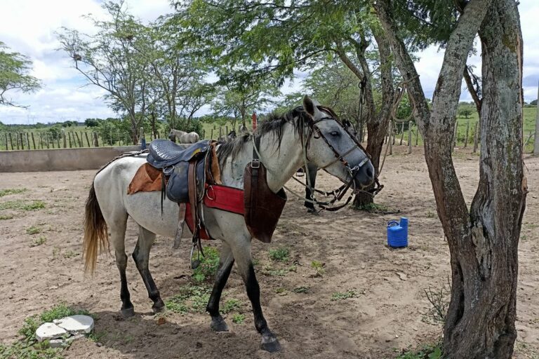 Cavalo nordestino: símbolo de resistência e parceiro do sertanejo
