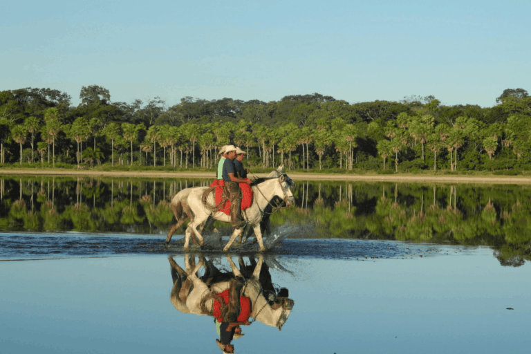 Conheça o cavalo moldado para resistir aos desafios do Pantanal