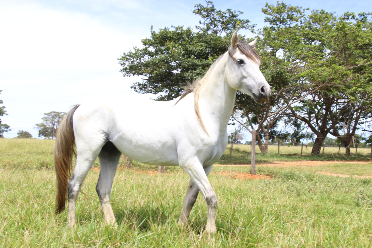cavalo pantaneiro