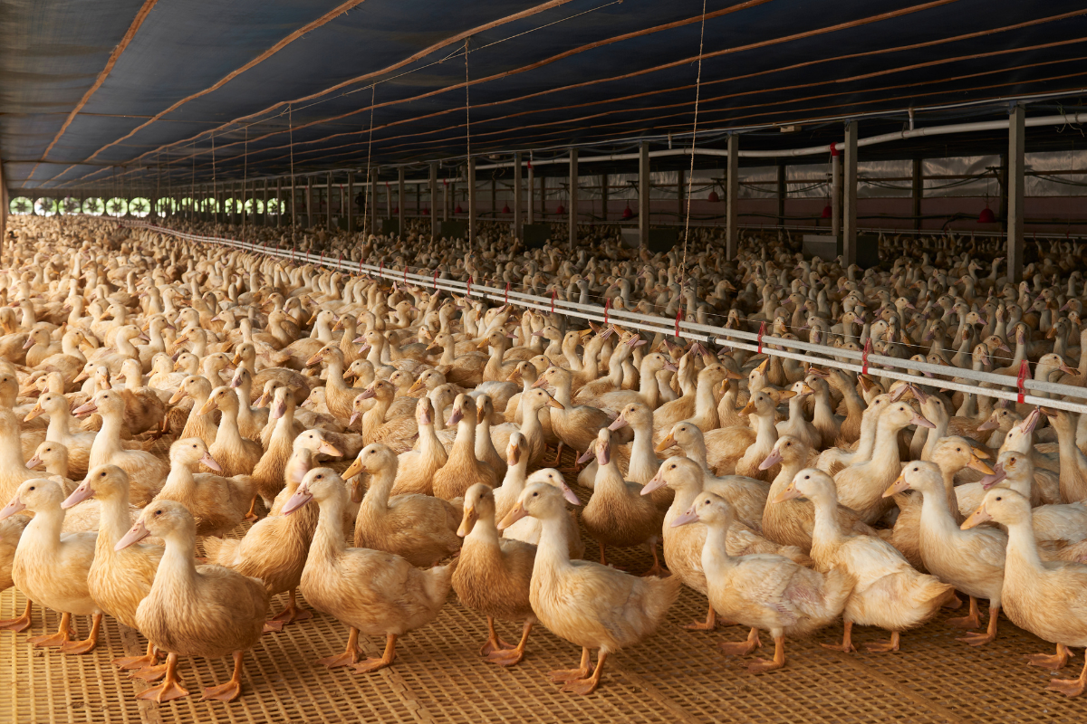 criação de patos e gansos