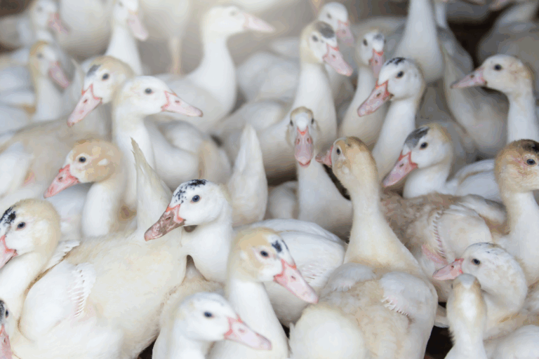Você sabe como começar na criação de patos e gansos?