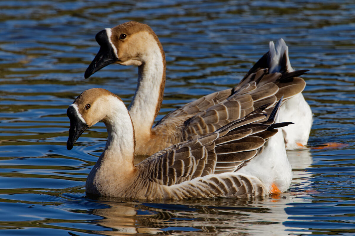 criação de patos e gansos
