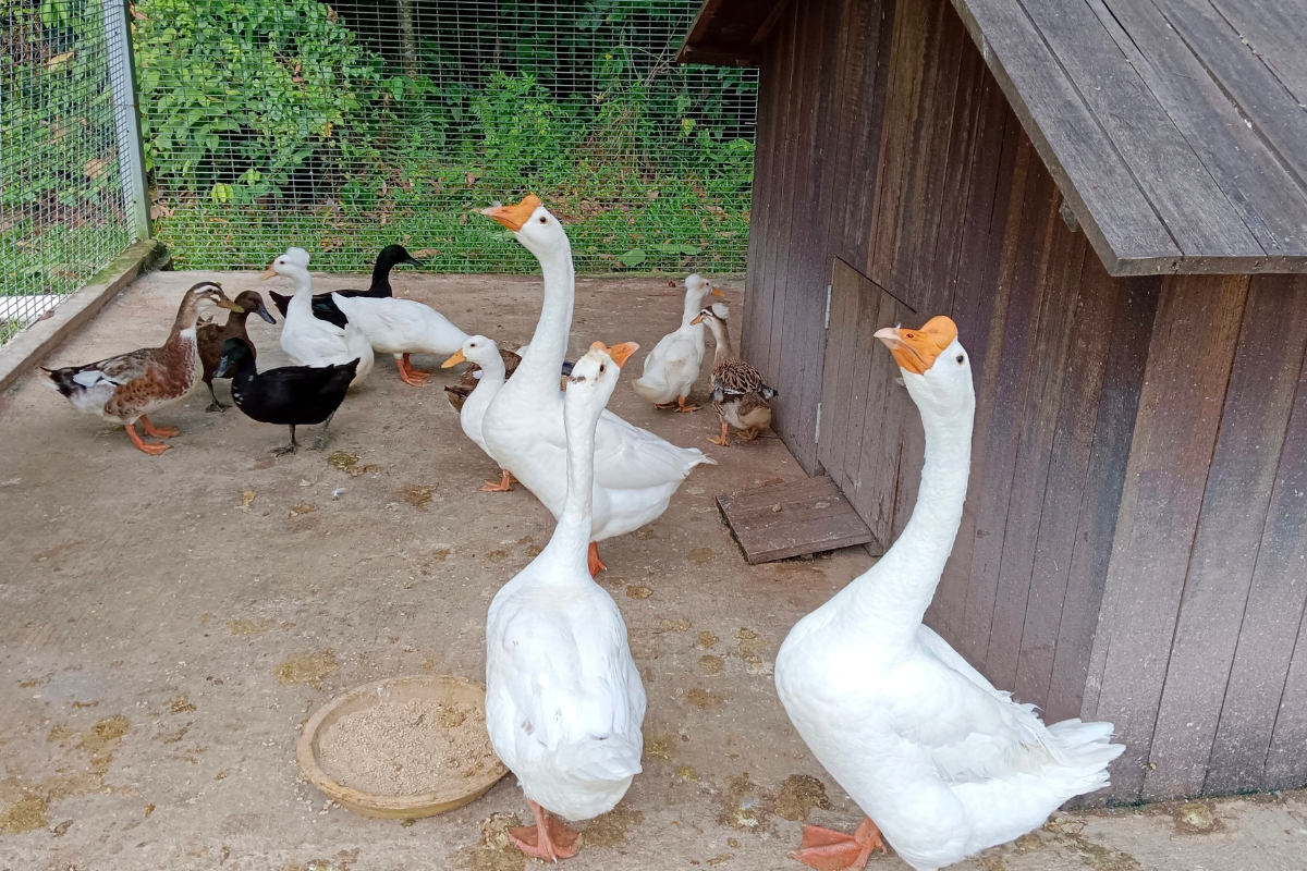 criação de patos e gansos