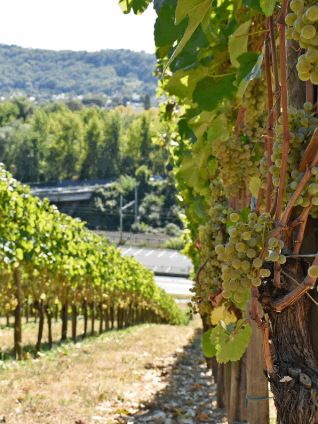 Terroir: a assinatura da terra que cria sabores únicos no café, queijo e vinho