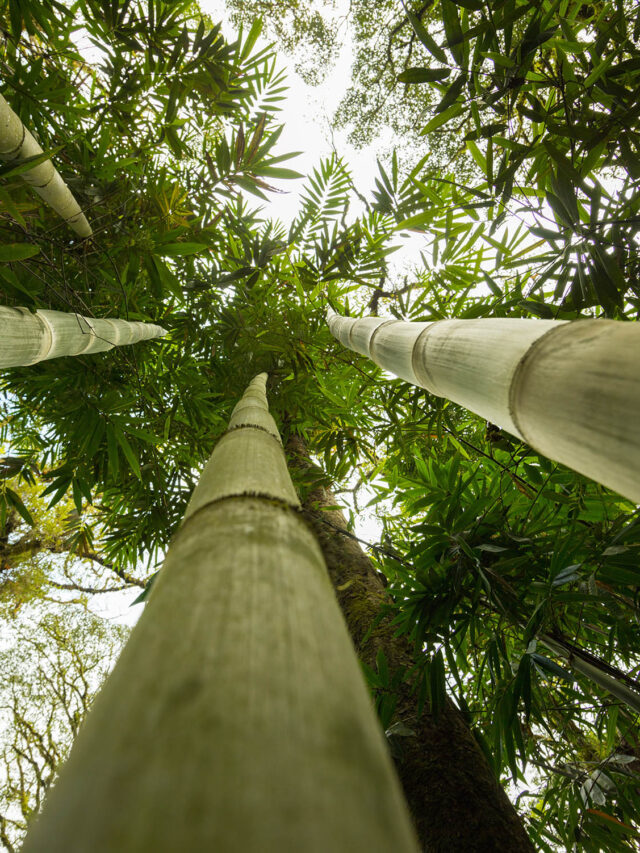 Bambu gigante: a planta que está mudando a indústria brasileira