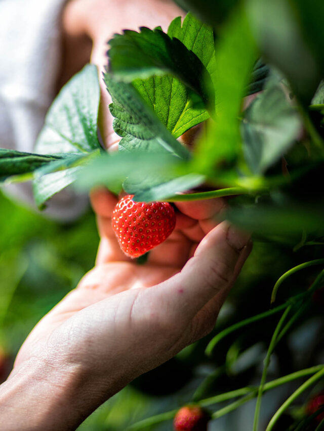 Das mudas ao primeiro fruto: tudo sobre cultivo de morango