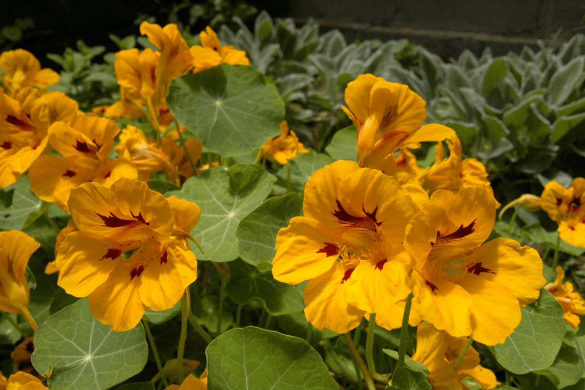 cultiva flores comestíveis; capuchinha