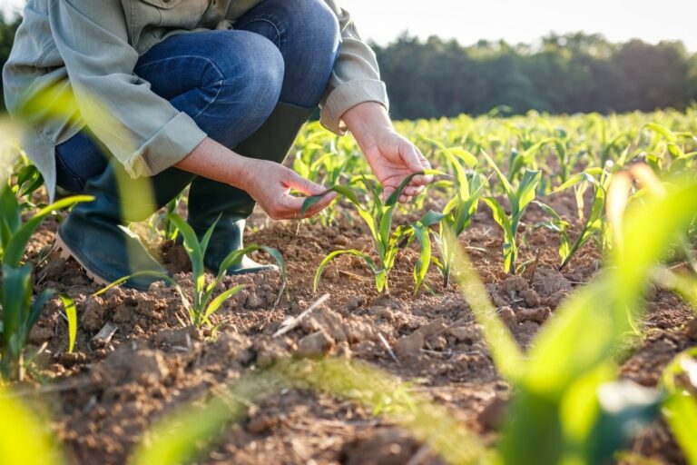 Agropecuária gera mais de 100 mil empregos no ano, aponta Caged