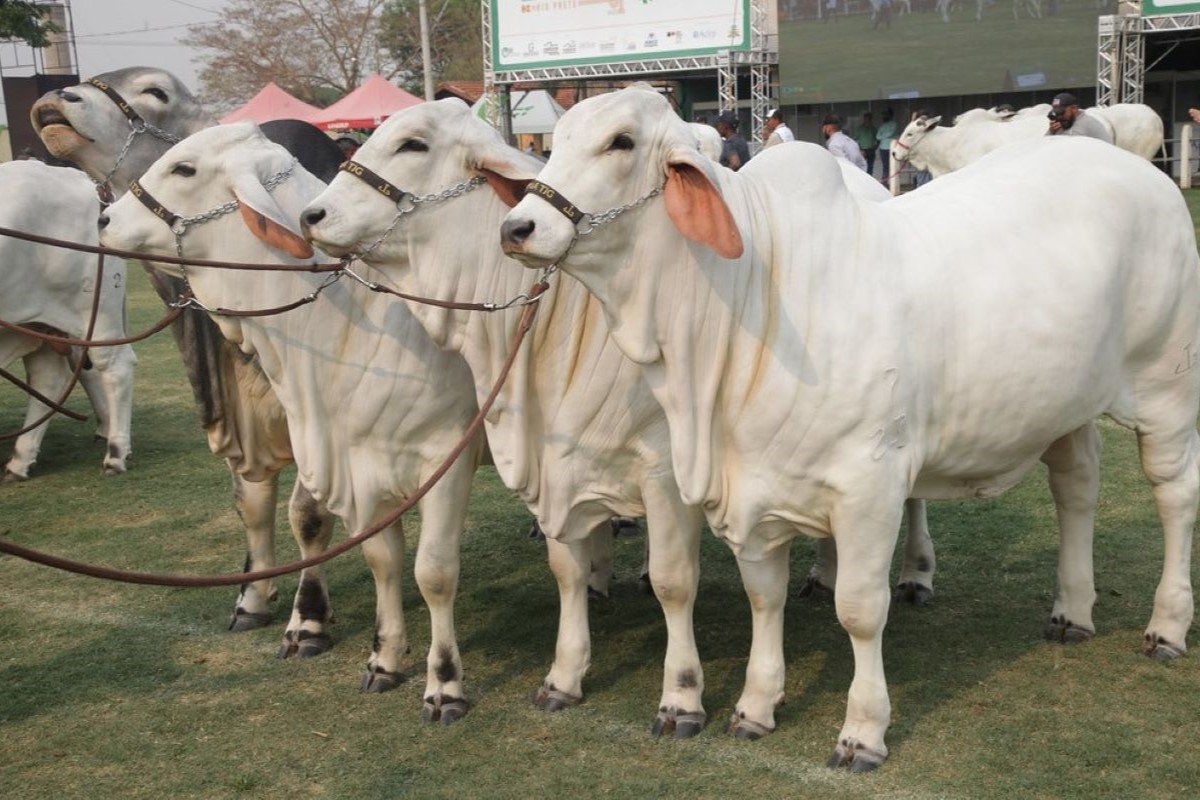 Expo Rio Preto se destaca como uma das principais vitrines da pecuária paulista - Foto: Comunic RP/Divulgação