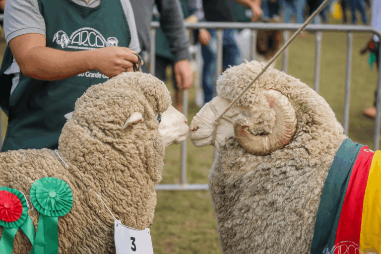 Expointer 2025 terá a participação de quase 7 mil animais
