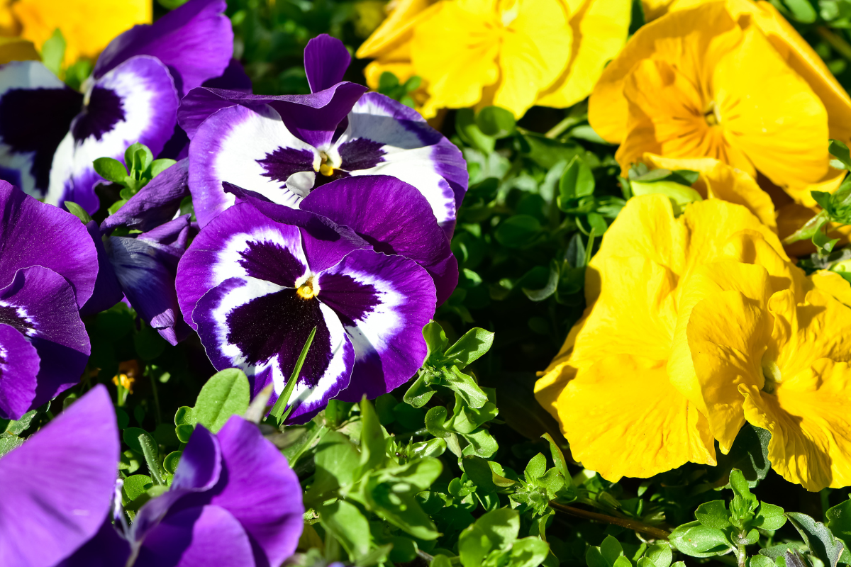 cultivar flores comestíveis