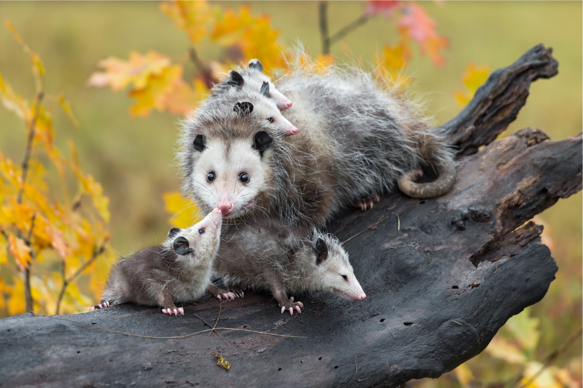 Foto: Adobe Stock