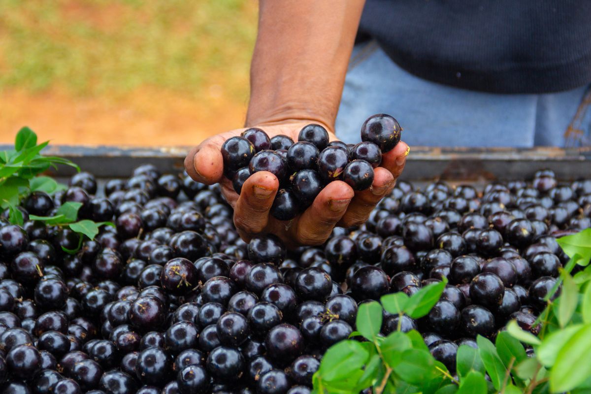 cultivo da jabuticaba