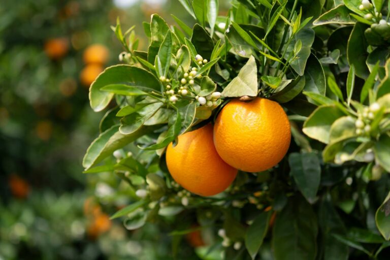 Laranja: enquanto fruta se valoriza, suco despenca mais de 20% no mês
