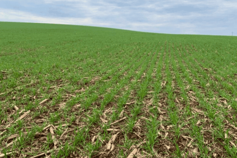 RS: clima favorece e trigo tem bom potencial de produtividade