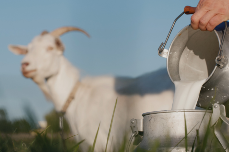 Leite de cabra: sabor, nutrição e novos horizontes para o campo