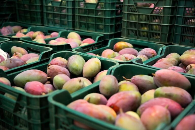 Às cegas: produtores exportam manga aos EUA sem preço definido