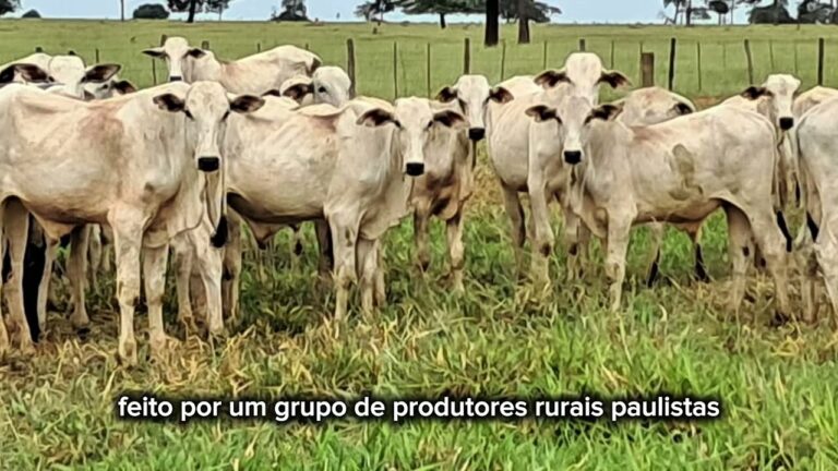 Violência no campo: roubos e furtos de maquinários agrícolas crescem 37,5% no 1º semestre de 2025 Violência no campo: roubos e furtos de maquinários agrícolas crescem 37,5% no 1º semestre de 2025