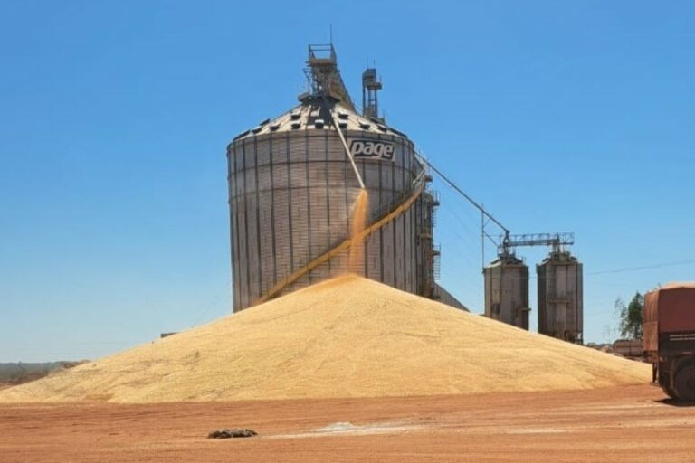A céu aberto: produtores de MT não têm onde guardar o milho