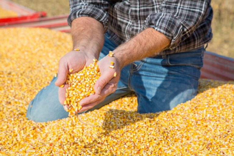 Colheita do milho safrinha atinge 86% da área no PR, aponta Deral