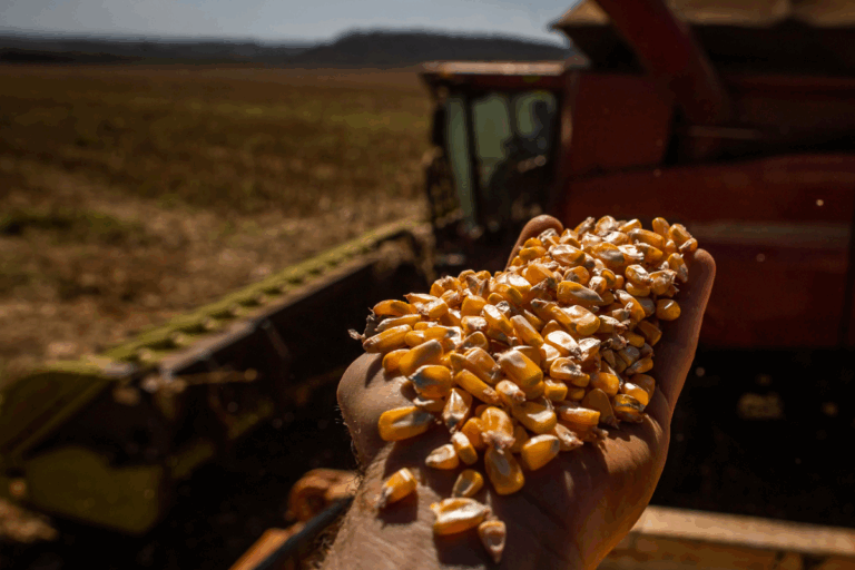 Colheita de milho safrinha chega a 98% no Centro-Sul, aponta AgRural