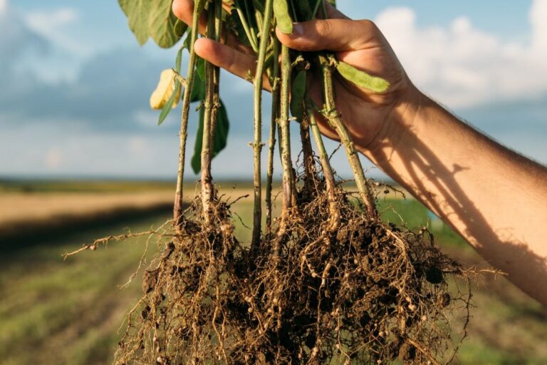 Nova tecnologia promete controlar nematoides na soja