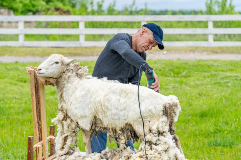 Tosquia de ovelhas: época certa e técnicas para o bem-estar animal