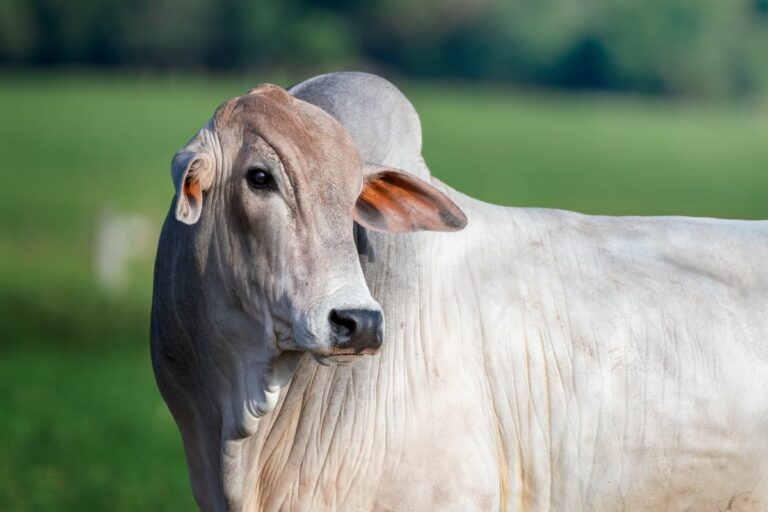Preço da arroba do boi gordo sobe mais de 5% em agosto