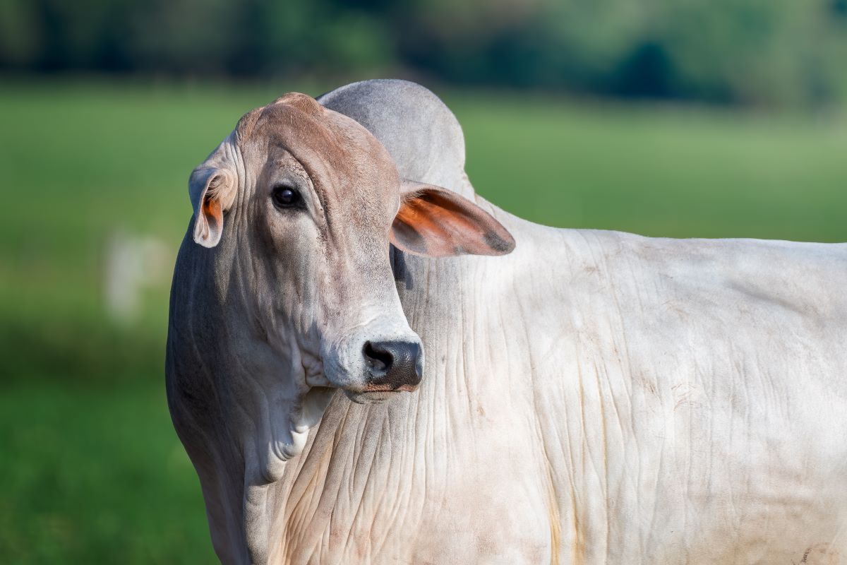 Foto: Adobe Stock