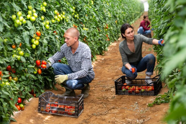 Produtor rural paga conta de má política fiscal