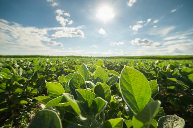 Bayer inicia processo de registro de novo herbicida