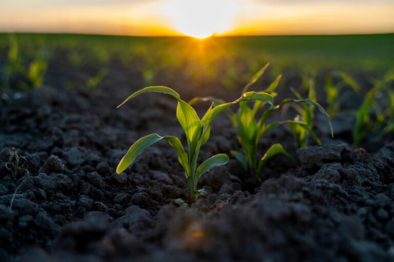 Plantio de milho na Argentina deve crescer  9,6% em 2025/2026