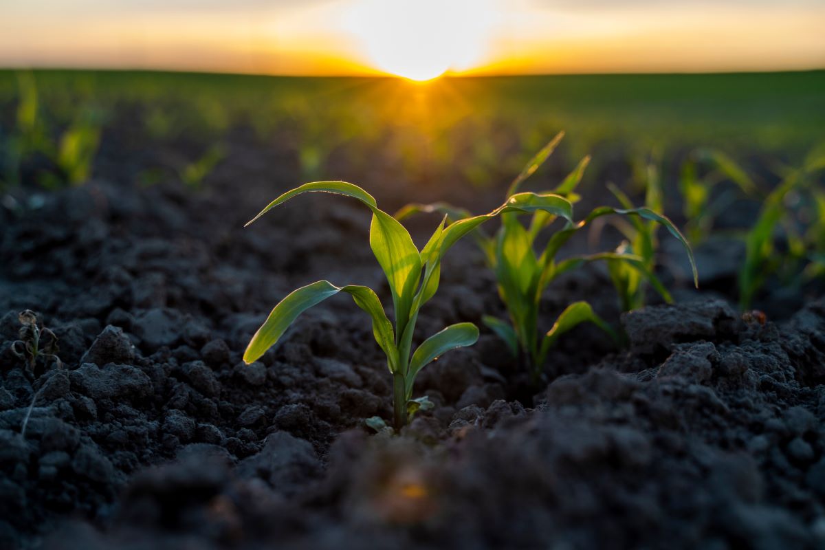 Área dedicada ao milho na Argentina deve alcançar 7,8 milhões de hectares - Foto: Adobe Stock