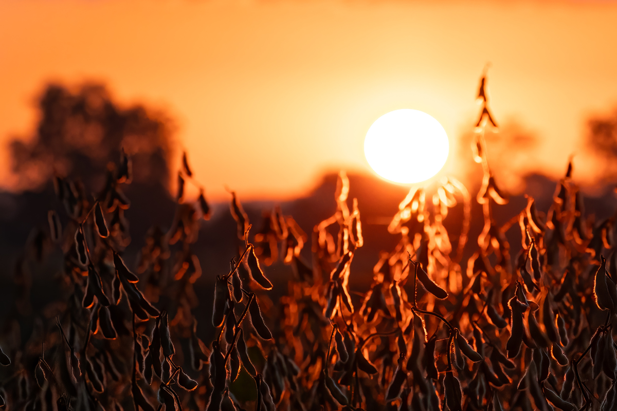 Foto: Adobe Stock